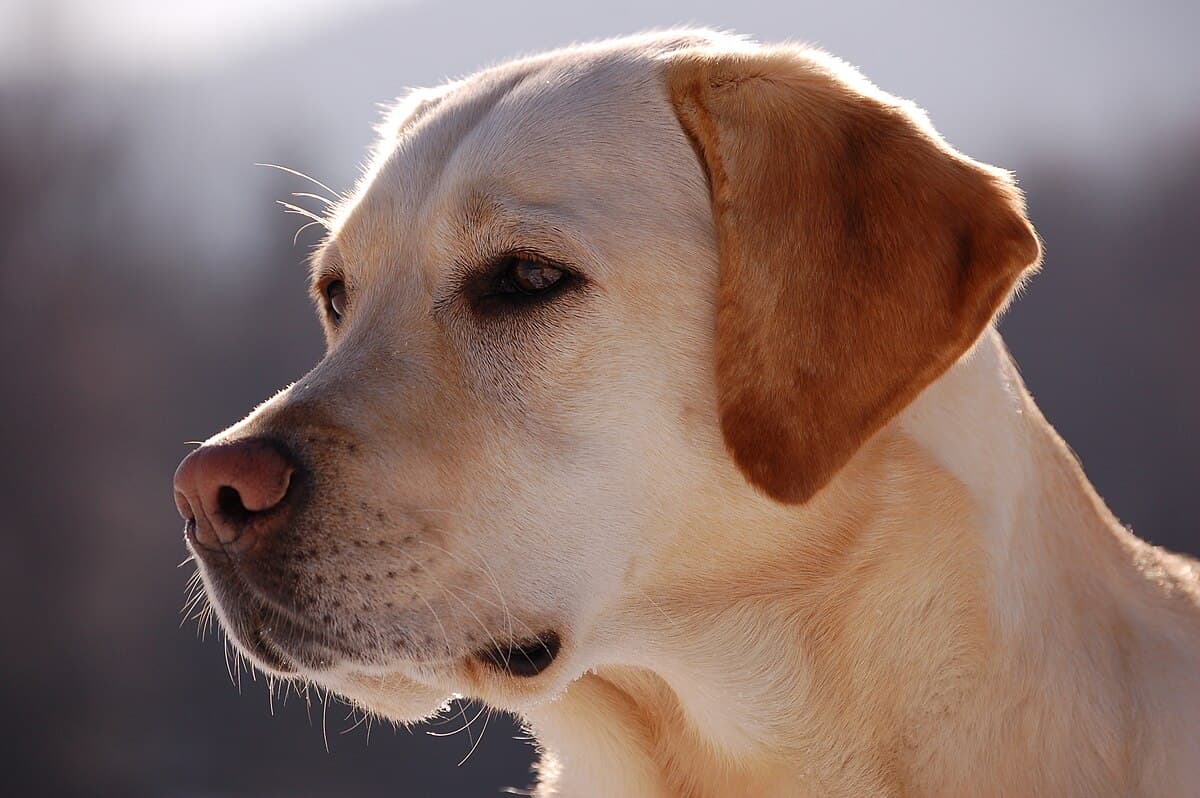 Labrador_Retriever_portrait.jpg